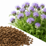 200 Pcs Lacy Phacelia Seeds for Planting (Phacelia tanacetifolia), Drought Tolerant, Purple Tansy Blooms, Wildflower Seeds for Gardens, Backyards & Patios