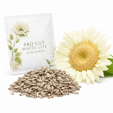 20 ProCut White Lite Sunflower Seeds for Planting, Non-GMO, Annual Sunflower Seeds, Creamy White Petals with Green Center Cut Flowers