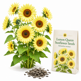 75 Lemon Queen Sunflower Seeds, Non GMO Helianthus annuus, Charming Tall Border Architectural Accent, Perfect Unique Seed Gift for Gardeners