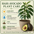 HASS Avocado Tree for Planting | 2.5–3 Ft Live Potted Tree | Fast-Growing Fruit Tree for Home Gardens, Patios & Containers (No Ship to CA,HI,AK)