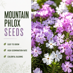 500 Mountain Phlox Seeds, Non-GMO, Native Wildflower Seeds, Vibrant Pink & Lavender Star-Shaped Perennial, Ideal for Gardens