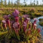 90 Purple Pitcher Plant Seeds, Non GMO, Low Maintenance, Hanging Traps Pitcher Seeds, Ideal for Outdoor Spaces