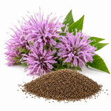 450 Wild Bergamot Seeds, Non GMO Beebalm Seeds, Easy to Grow, Native Wildflower Attracts Bees & Butterflies, Ideal for Gardens & Borders