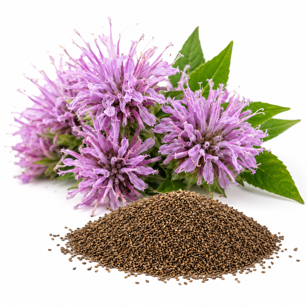 450 Wild Bergamot Seeds, Non GMO Beebalm Seeds, Easy to Grow, Native Wildflower Attracts Bees & Butterflies, Ideal for Gardens & Borders