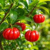 Surinam Cherry Live Plant | 2.5–3 Ft Cherry Tree | Well Rooted | Sweet-Tart Small Fruit Tree for Patio, Garden, or Container (No Ship to CA,HI,AK)