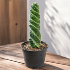 Live Spiral Cactus, 3.5" Potted Plant, Easy Care Indoor Greenery, Rare Twisted Columnar Cactus for Shelves and Desks