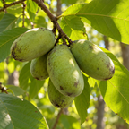 Pawpaw Tree Live Plant, 12 to 18 Inch Tall, Well-Rooted in 1 Quart Container, Cold-Hardy Edible Plant for Home Landscapes