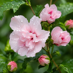 2 Pink Hibiscus Althea Live Plants for Planting | 12–18 Inch Tall | Pink Flowering Rose of Sharon Trees for Outdoor Gardens & Privacy Screens
