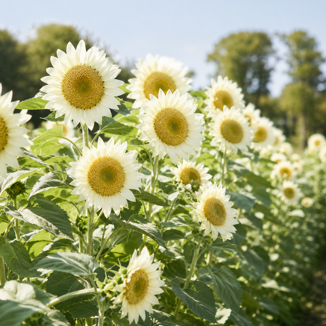 60 ProCut White Lite Sunflower Seeds for Planting, Non-GMO, Easy to Grow, Single Stem Sunflower Seeds, Striking Pastel Cream Blooms, Perfect Unique Gift