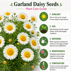 1500 Garland Daisy Seeds, Heirloom, Easy to Grow, Non-GMO Fast Growing Crown Daisy, Prolific Cut-and-Come-Again Edible Flower Bush, for Pots and Veggie Patches