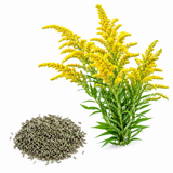 200 Showy Goldenrod Seeds, Non-GMO, Solidago speciosa Seeds, Vibrant Yellow Flower, Native Perennial for Backyard Landscape