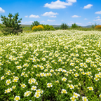120 Pcs Poached Egg Plant Seeds, Easy to Grow, Meadowfoam Seeds, Ideal for Gardens, Borders & Pathways