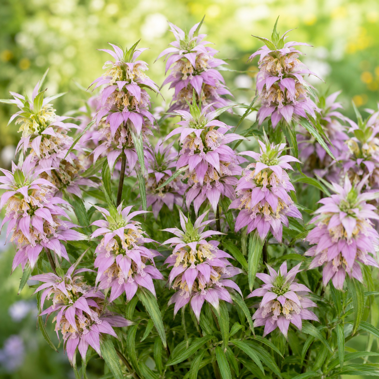 100 Spotted Bee Balm Seeds for Planting, Heirloom, Drought Tolerant, Purple Bee Balm Perennial Wildflower Seeds for Shade & Sun Backyard Landscape