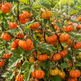 45 Pcs Pumpkin On A Stick Seeds, Non GMO, Heirloom Ornamental Eggplant, Easy to Grow, Green Foliage, for Outdoor Gardens