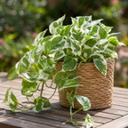 Pothos N’Joy Live Plant in 4 Inch Pot |Variegated Epipremnum Aureum Houseplant with White-Green Leaves | Easy-Care Indoor Pothos Live Plants for Home Office Décor