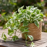 Pothos N’Joy Live Plant, Pothos Plant Live in 2 Inch Pot, Low Maintenance Vine for Indoor Home Decor, Desks, Shelves and Small Spaces
