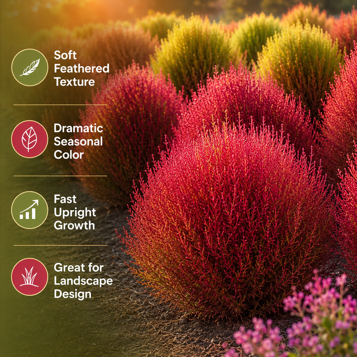 60 Pcs Burning Bush Plant Seeds, Summer Cypress Seeds, Summer Cypress, Non GMO, Low Maintenance, Red Foliage Shrub for Gardens