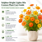 200 Bright Light Mix Sulphur Cosmos Seeds, Heirloom, Hardy, Drought Tolerant Native Summer Flower, for Tough Soil Gardens and Sunny Borders