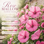 150 Rose Mallow Flower Seeds, Easy to Grow Lavatera trimestris, High Yield, Charming Romantic Hibiscus-Like Accent, Perfect Unique Seed Gift for Gardeners