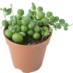 Succulents Plants Live with 2 Inch Pot - String of Tears | Rare Succulent | Live Variegated String of Tears Trailing Succulent | Suitable for House Plant for Home & Office Décor