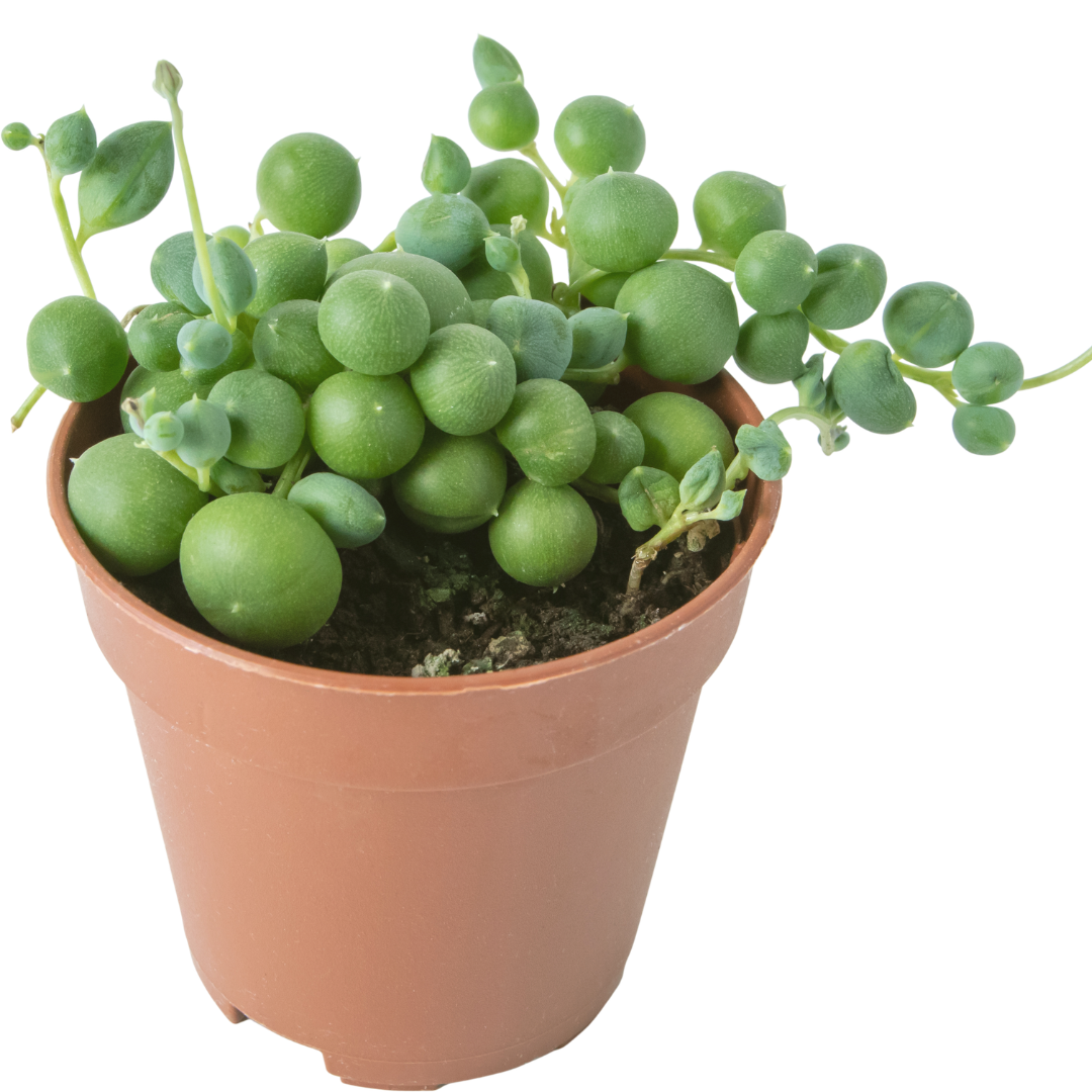 Succulents Plants Live with 2 Inch Pot - String of Tears | Rare Succulent | Live Variegated String of Tears Trailing Succulent | Suitable for House Plant for Home & Office Décor