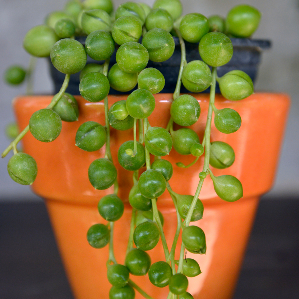 Succulents Plants Live with 2 Inch Pot - String of Tears | Rare Succulent | Live Variegated String of Tears Trailing Succulent | Suitable for House Plant for Home & Office Décor