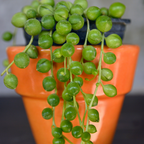 Succulents Plants Live with 2 Inch Pot - String of Tears | Rare Succulent | Live Variegated String of Tears Trailing Succulent | Suitable for House Plant for Home & Office Décor