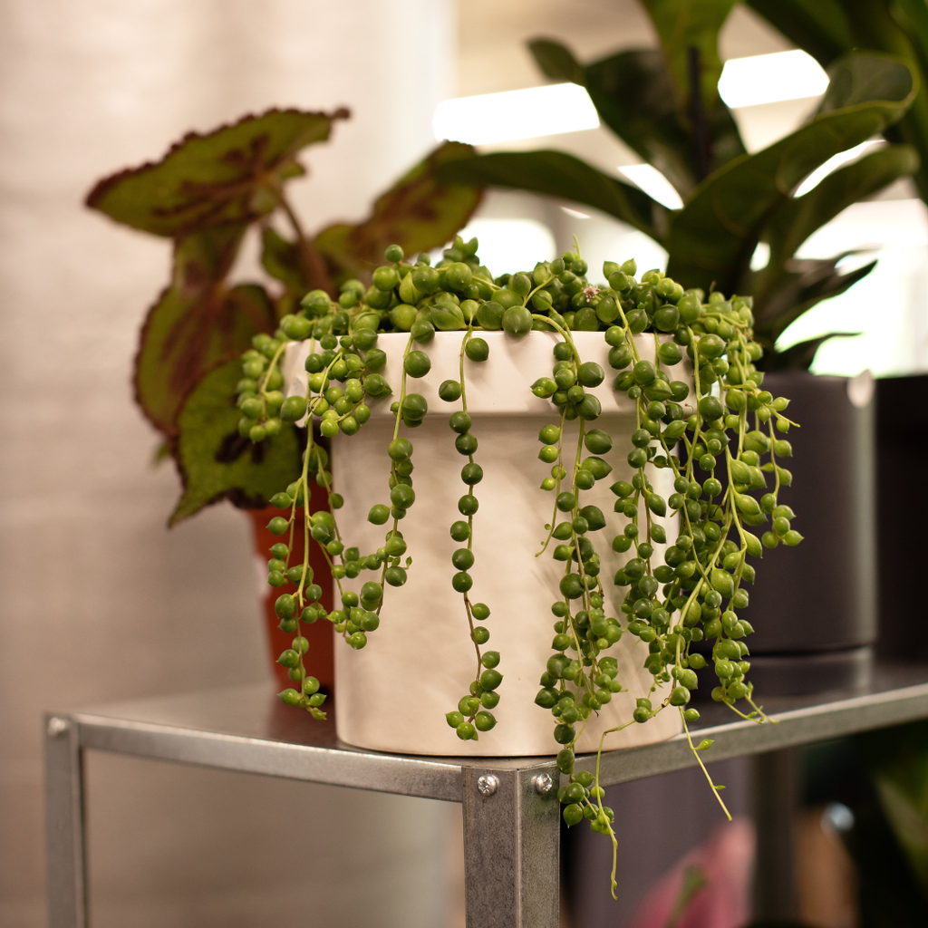 Succulents Plants Live - String of Tears | Live Variegated Trailing Succulent in 2 Inch Pot | Indoor Houseplant for Home or Office Displays | Easy to Grow