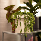 Succulents Plants Live - String of Tears | Live Variegated Trailing Succulent in 2 Inch Pot | Indoor Houseplant for Home or Office Displays | Easy to Grow