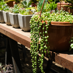 Succulents Plants Live - String of Tears | Live Variegated Trailing Succulent in 2 Inch Pot | Indoor Houseplant for Home or Office Displays | Easy to Grow