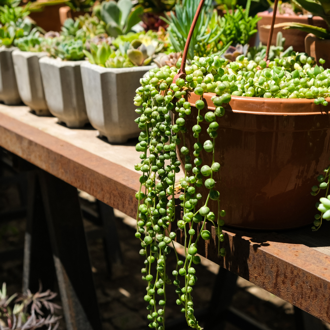 Succulents Plants Live - String of Tears | Live Variegated Trailing Succulent in 2 Inch Pot | Indoor Houseplant for Home or Office Displays | Easy to Grow
