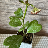 Live Green Hoya Kerrii Plant | Heart Leaf Vine in 4-Inch Pot | Established Tropical Indoor Plant | Versatile Heart-Shaped Foliage for Modern Design