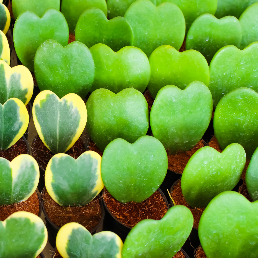 Hoya Kerrii Heart Plant Live in 4" Pot | Low Maintenance Heart-Shaped Succulent | Established Root System for Windowsills and Desks