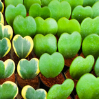 Hoya Kerrii Heart Plant Live in 4" Pot | Low Maintenance Heart-Shaped Succulent | Established Root System for Windowsills and Desks
