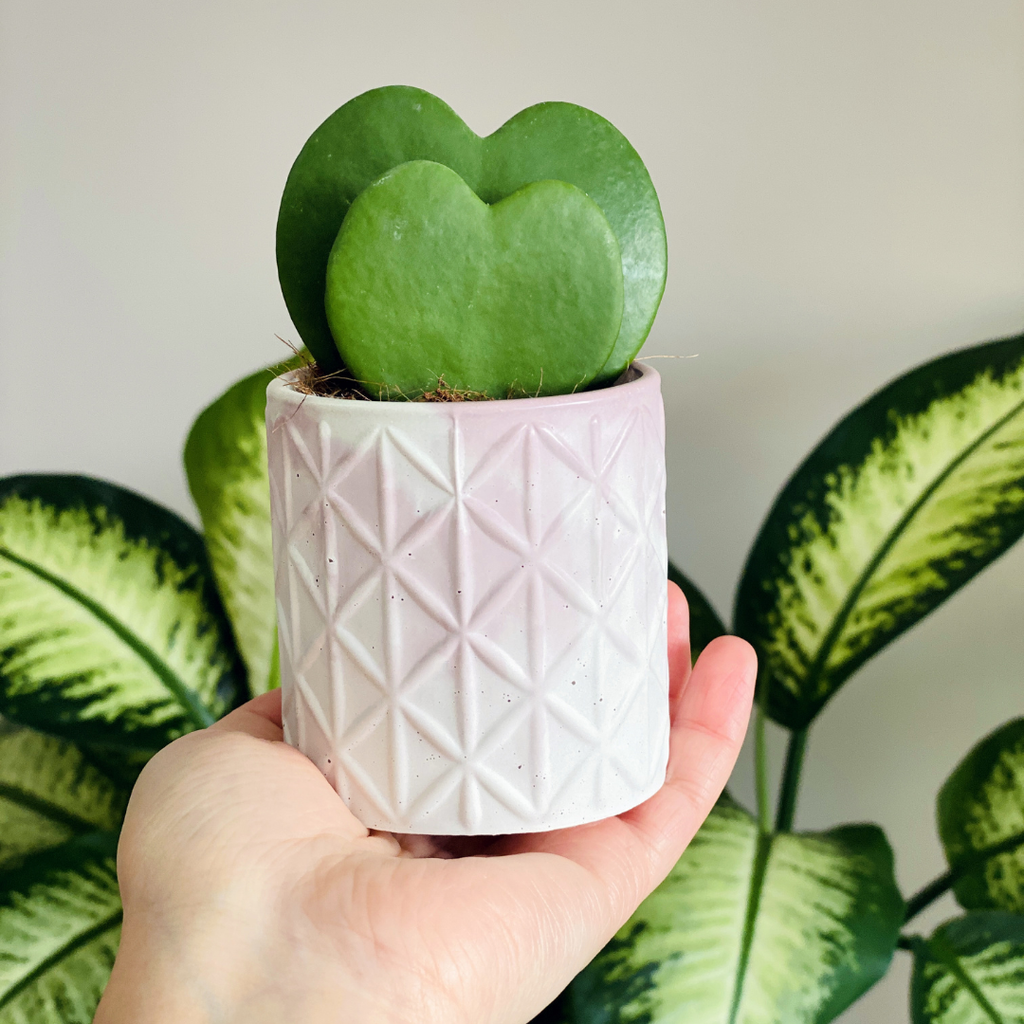 Hoya Kerrii Heart Plant Live in 4" Pot | Low Maintenance Heart-Shaped Succulent | Established Root System for Windowsills and Desks