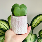 Hoya Kerrii Heart Plant Live in 4" Pot | Low Maintenance Heart-Shaped Succulent | Established Root System for Windowsills and Desks