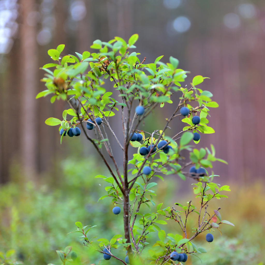 Emerald Blueberry Plant Live for Planting | 4-Inch Deep Pot | Low-Chill Southern Highbush Shrub | Low Maintenance Deciduous Fruit Tree for Outdoor Gardens