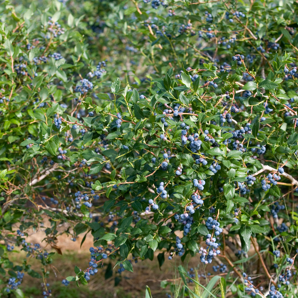 Emerald Blueberry Plant in 4-Inch Deep Pot | Southern Highbush Live Fruit Tree | High-Yielding Edible Shrub for Home Garden