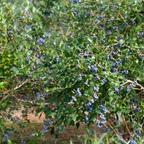 Emerald Blueberry Plant in 4-Inch Deep Pot | Southern Highbush Live Fruit Tree | High-Yielding Edible Shrub for Home Garden