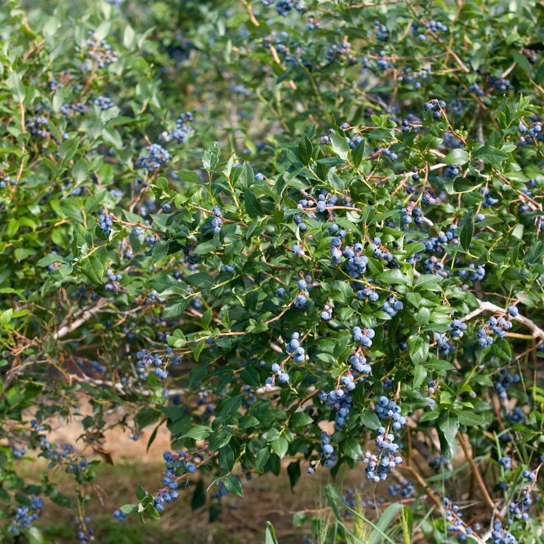 Emerald Blueberry Plant in 4-Inch Deep Pot | Southern Highbush Live Fruit Tree | High-Yielding Edible Shrub for Home Garden