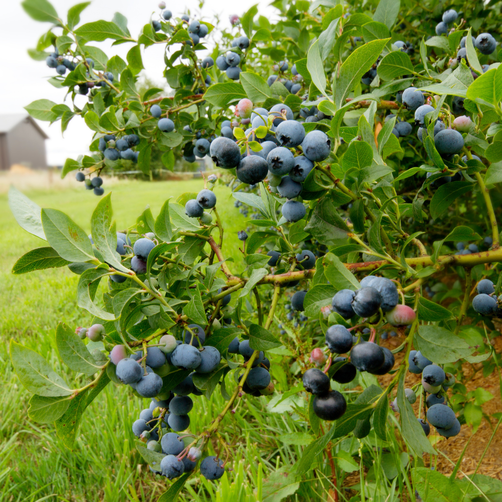 Emerald Blueberry Plant in 4-Inch Deep Pot | Southern Highbush Live Fruit Tree | High-Yielding Edible Shrub for Home Garden