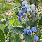 Emerald Blueberry Bush Live Plant - 4" Deep Pot | Cold-Hardy Southern Highbush Variety | Well-Rooted Fruit Plant for Edible Landscapes and Patios