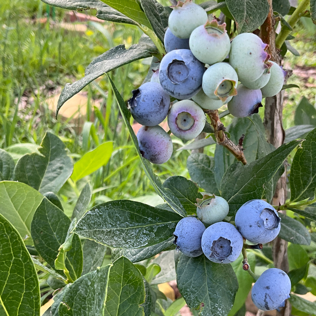 Emerald Blueberry Bush Live Plant - 4" Deep Pot | Cold-Hardy Southern Highbush Variety | Well-Rooted Fruit Plant for Edible Landscapes and Patios