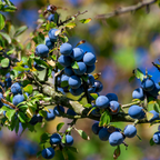 Emerald Blueberry Plant Live for Planting | 4-Inch Deep Pot | Low-Chill Southern Highbush Shrub | Low Maintenance Deciduous Fruit Tree for Outdoor Gardens