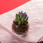 Lobster Claw Cheiridopsis Candidissima Succulent | 4-Inch Pot | Established Live Carpet-Forming Succulent | Low Maintenance Foliage for Terrariums