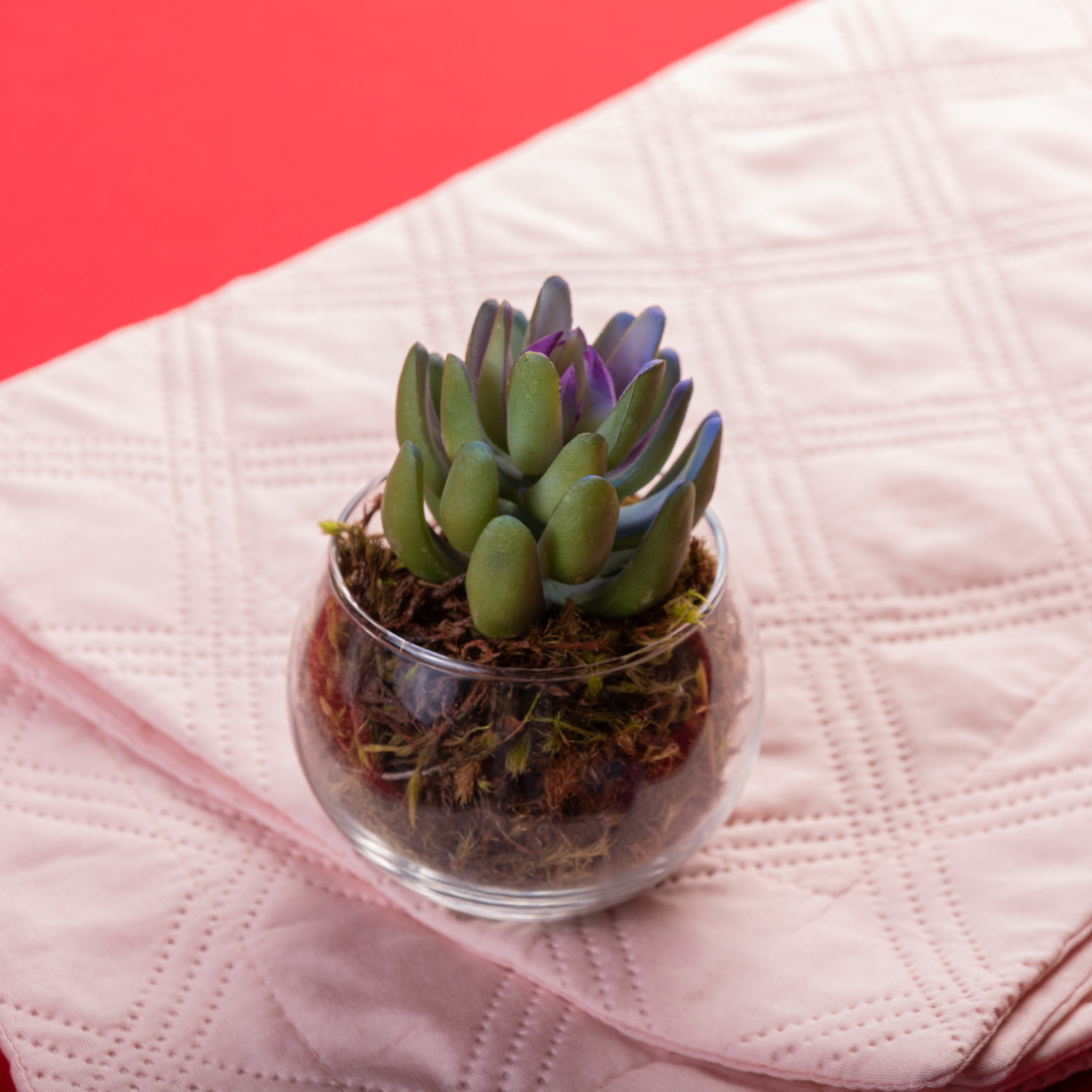 Lobster Claw Cheiridopsis Candidissima Succulent | 4-Inch Pot | Established Live Carpet-Forming Succulent | Low Maintenance Foliage for Terrariums
