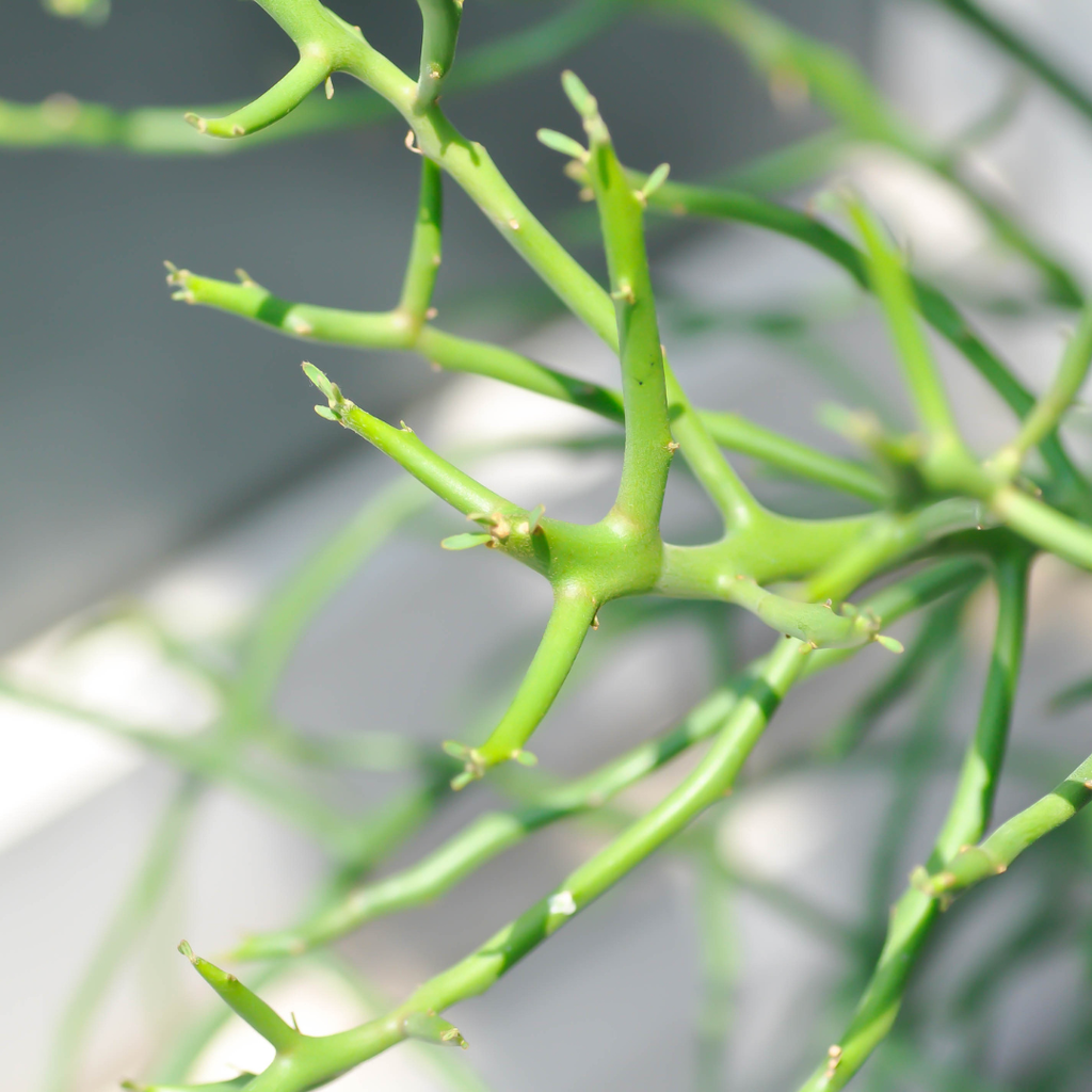 Pencil Cactus Bare Root Live Plant | Variegated Pencil Plant Live Succulent | Decorative Cactus Pencils | Live Indoor Cactus Plant for Home Decor, Office Spaces & Gift Ideas