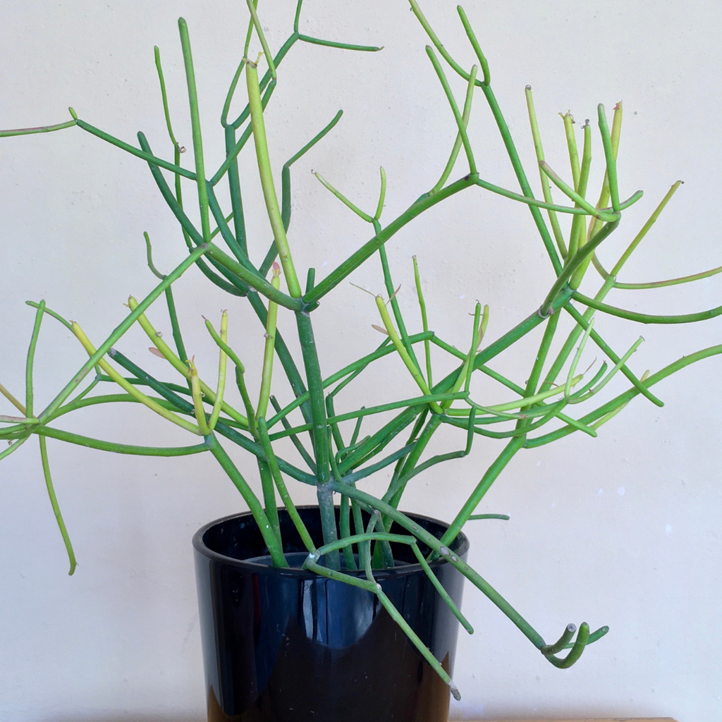 Pencil Cactus Live Plant | Variegated Pencil Cactus Bare Root | Pencil Plant Live Succulent | Live Cactus Plants Indoor for Home Decor, Office Styling & Modern Houseplant Displays