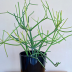 Pencil Cactus Live Plant | Variegated Pencil Cactus Bare Root | Pencil Plant Live Succulent | Live Cactus Plants Indoor for Home Decor, Office Styling & Modern Houseplant Displays