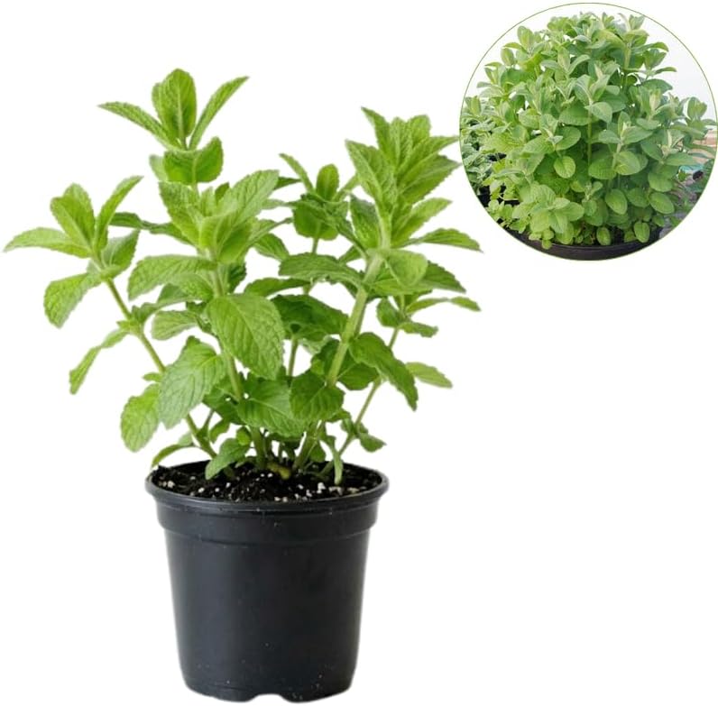 Orange Mint Plants Live Outdoor and Garden, Mint Plants Live in 3-Inch Pot, Cold-Hardy Mint Herb for Patios, Containers, and Ground Cover